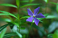 Lesser Periwinkle - © Eric A. Soder