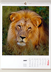 Eidenbenz Kalender "Animal 2007", Löwe