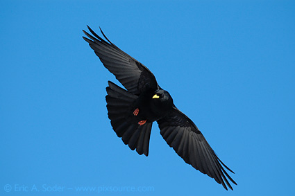 0490888: Alpine Chough / Alpendohle