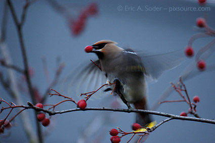 0491040: Waxwing / Seidenschwanz