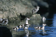 Ruddy Shelduck chicks / Rostgansk&uuml;ken