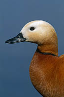 Ruddy Shelduck m. / Rostgans M.