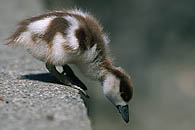 Ruddy Shelduck chick / Rostgansk&uuml;ken