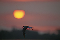 Common Tern / Flussseeschwalbe