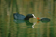 Common Coot / Bl&auml;sshuhn