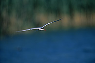 Common Tern / Flussseeschwalbe