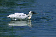 White Spoonbill with fish / L&ouml;ffler mit Fisch