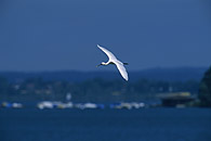 White Spoonbill / L&ouml;ffler