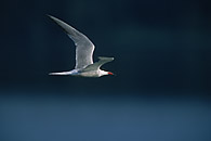 Common Tern / Flussseeschwalbe
