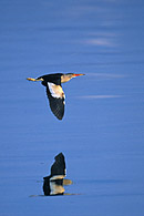 Little Bittern m. / Zwergdommel M.
