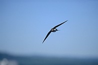 Alpine Swift / Alpensegler