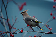0491032: Waxwing / Seidenschwanz