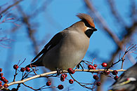 0521048: Waxwing / Seidenschwanz