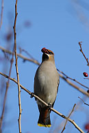 0521062: Waxwing / Seidenschwanz