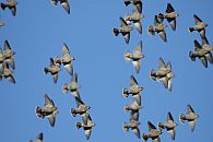 0521090: Waxwings / Seidenschw&auml;nze