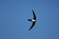 0491032: Alpine Swift / Alpensegler