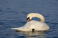 Mute Swan / H&ouml;ckerschwan