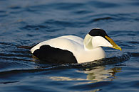 Eider m. / Eiderente M.