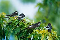 House Martins / Mehlschwalben