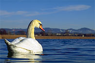 Mute Swan / H&ouml;ckerschwan