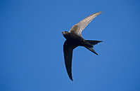 Common Swift / Mauersegler