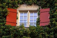 Window, Ivy / Fenster, Efeu