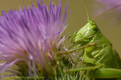 0541324: Great Green Bush Cricket / Grosses gr&uuml;nes Heupferd