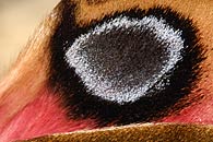 0604643: Eyed Hawkmoth wing scales / Abendpfauenauge Hinterfl&uuml;gel