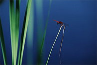 Scarlet Dragonfly / Feuerlibelle