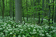 Ramsons in forest / B&auml;renlauch im Sihlwald