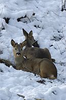 Roe Deer / Rehe