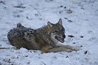 European Wolf / Europ&auml;ischer Wolf