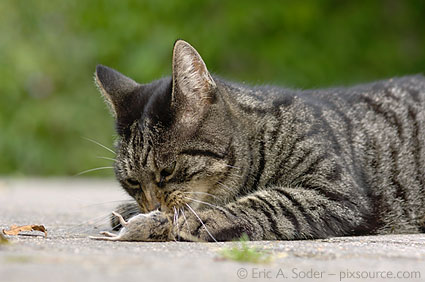 0542069: Domestic Cat with mouse / Hauskatze mit Maus
