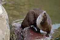 0542369: Eurasian Otter / Fischotter