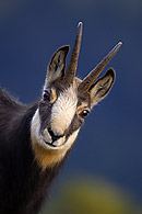 0542469: Chamois / G&auml;mse