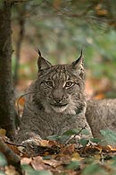 Eurasian Lynx / Nordluchs