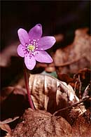 Liverleaf / Leberbl&uuml;mchen