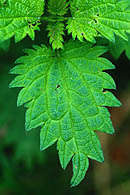 Stinging Nettle / Grosse Brennnessel