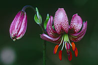 Martagon Lily / T&uuml;rkenbund