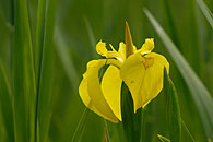 0491032: Yellow Iris / Gelbe Schwertlilie
