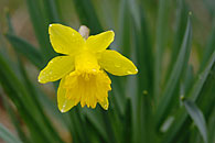 0603454: Daffodil / Osterglocke