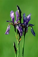 Iris / Sibirische Schwertlilie