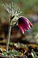 Pasque-flower / Gew&ouml;hnliche K&uuml;chenschelle