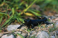 Alpine Salamander / Alpensalamander