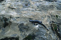 Alpine Salamander / Alpensalamander